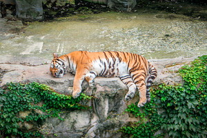 Tiger lying on the ground, sleep or has rest, in zoo or nature, horizontal, an Animal Photo by iuliia_n