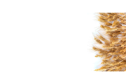 spikelets of wheat isolate on white, a Food & Drink Photo by yanadjana