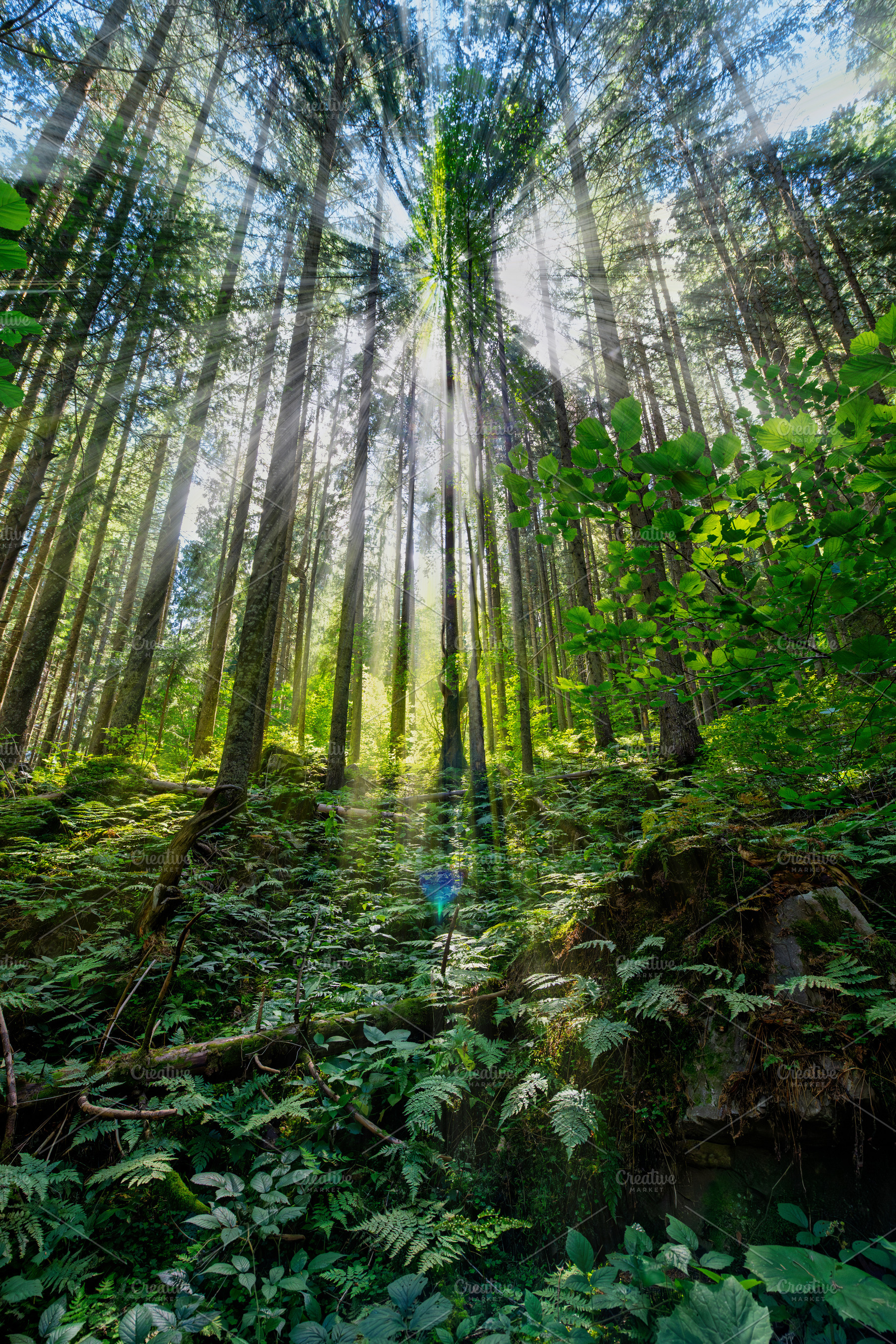 Sunlight filtering through tall coniferous trees in a lush green, a Nature Photo by Byrdyak