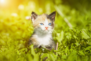 red kitten in green grass., an Animal Photo by AlexBush