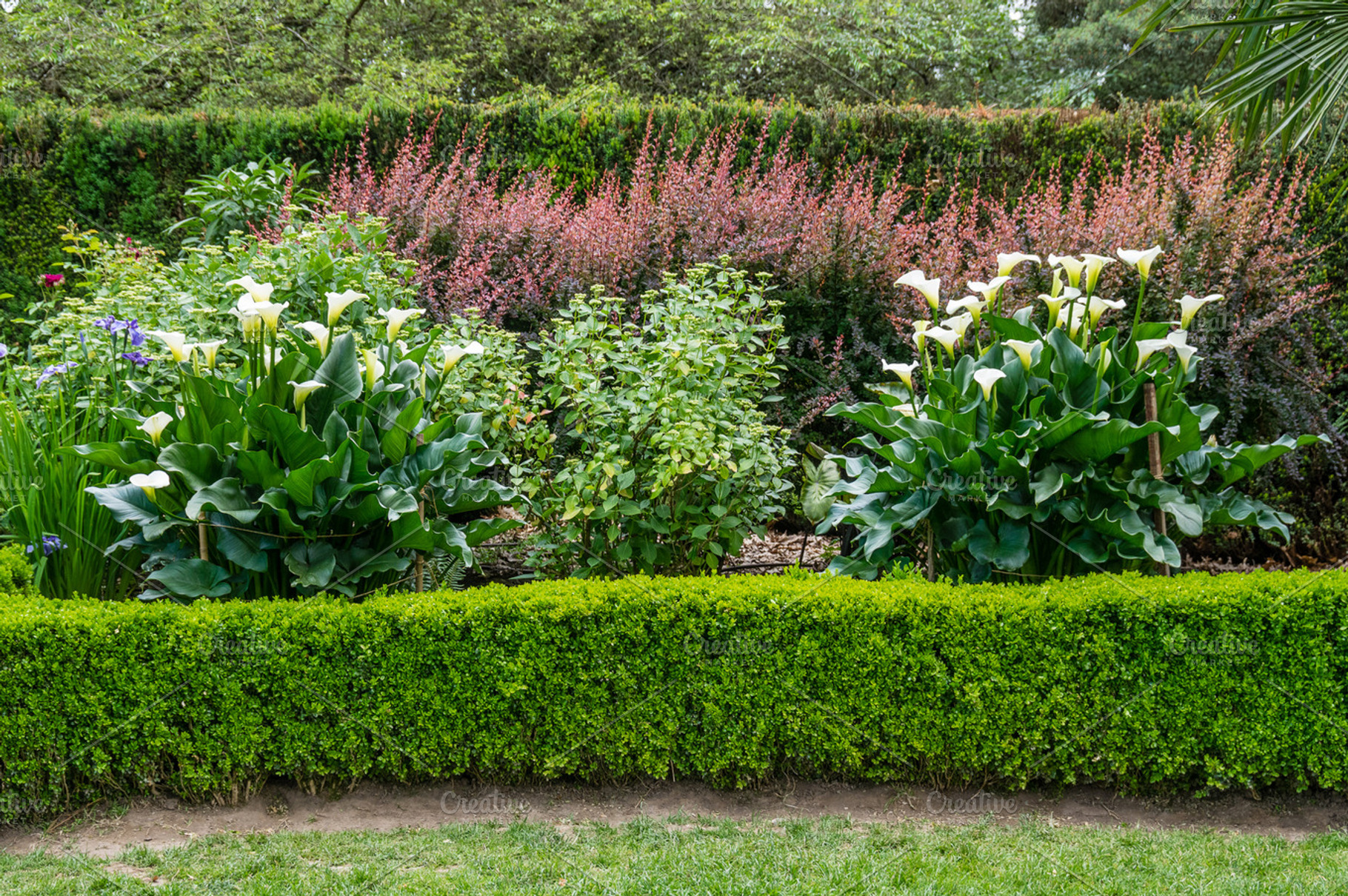 Planted Garden With Blooming Calla L