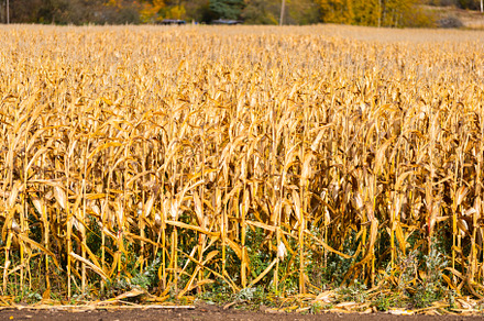 Dried cornfield in autumn day before harvest, an Industrial Photo by MDBildes