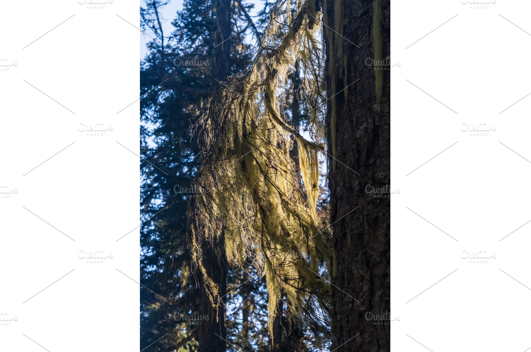 Spanish moss growth coats branches, a Nature Photo by Backyard Stock