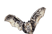 Vampire bats, watercolor/ink/vector, an Animal Illustration by Watercolor_Vector Graphic (Thumbnail 8 of 22)
