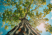 98 Trees view from below, a Nature Photo by Handmadefont (Thumbnail 81 of 98)