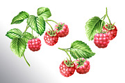 Summer Raspberries. Watercolor set, a Food Illustration by Daria Ustiugova (Thumbnail 14 of 26)