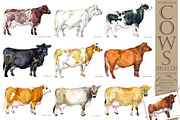 Cattle & Bulls Megabundle: 28 Breeds, an Animal Illustration by FineArt (Thumbnail 9 of 16)