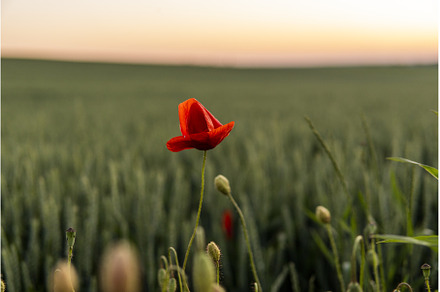 Flower Red poppie blossom on wild, a Nature Photo by volodymyrshtun13795