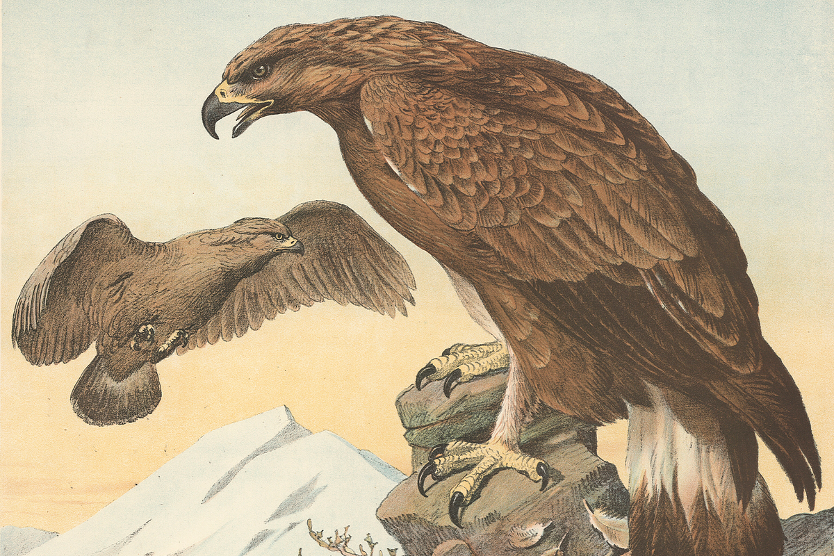 Oluf August Hermansen's Animals, an Animal Illustration by Digital Museum (Photo 8 of 11)