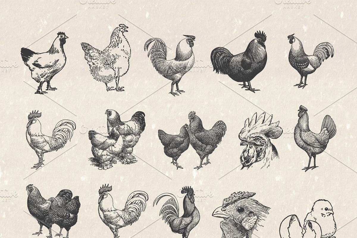 Vintage Chicken Illustrations Vector, an Animal Illustration by Seaquint (Photo 2 of 3)