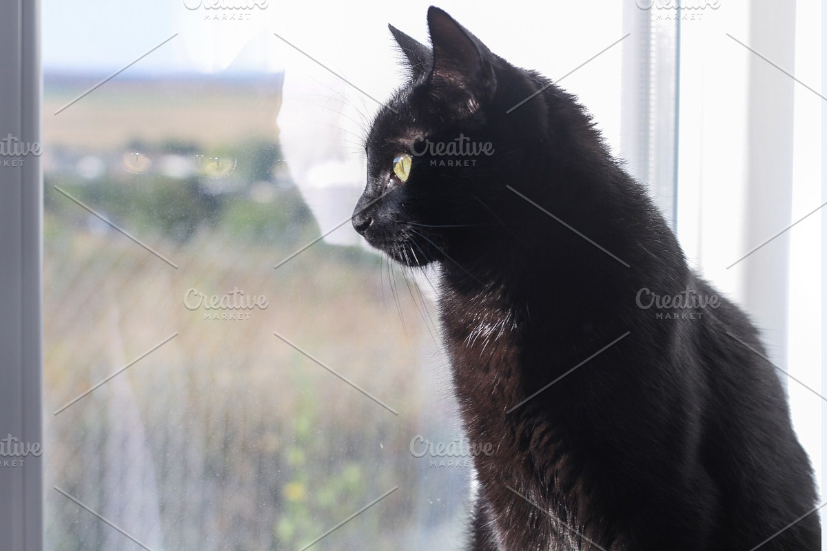Black Tom Cat looking out the window, an Animal Photo by MusiqueDesigns (Photo 1 of 2)
