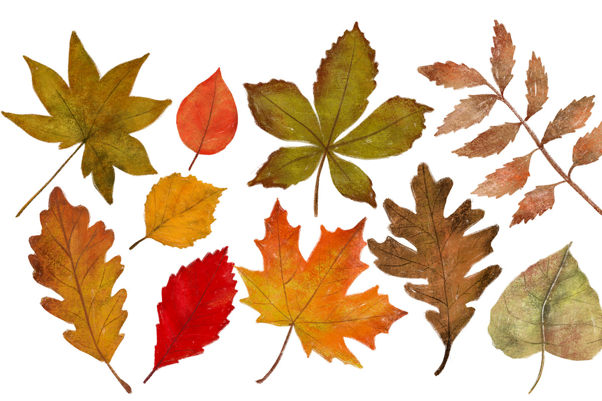 Autumn leaves handdrawn clipart, an Illustration by Katie Lisker (Photo 2 of 2)