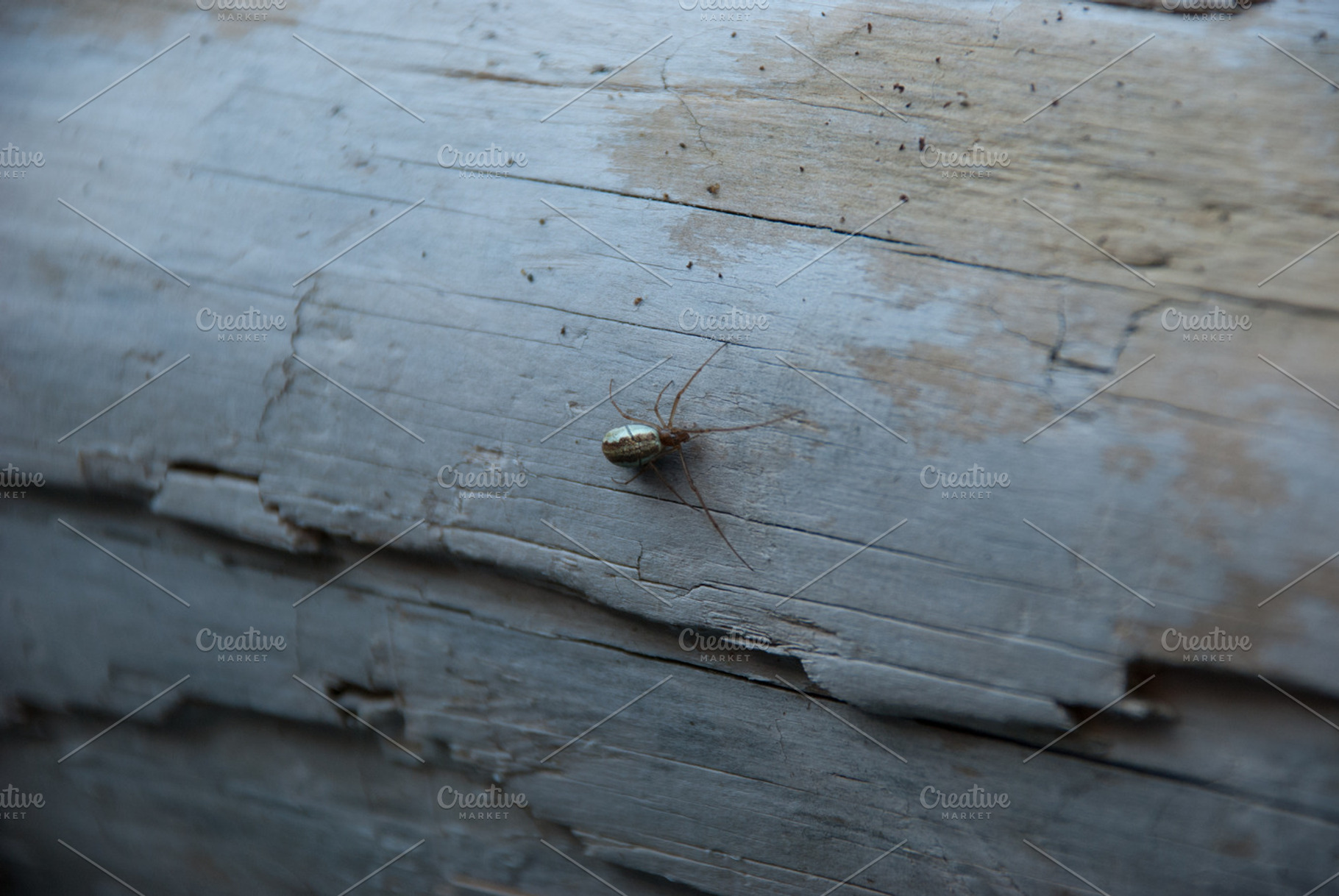 Spot The Spider
