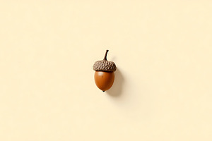 Single acorn with cap on a light yel, a Food & Drink Photo by Artonix