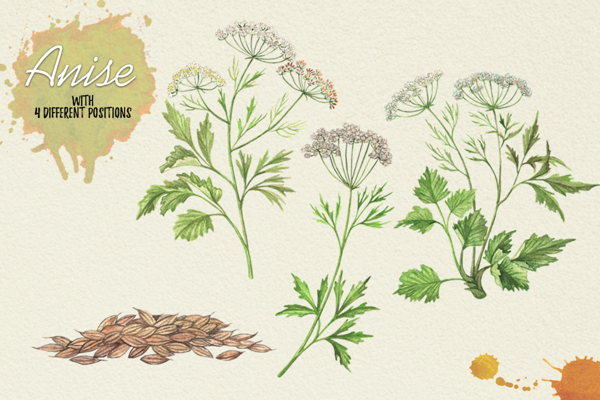 North American Herbs, a Food Illustration by Graphobia (Photo 2 of 21)