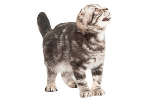 Little kitten Scottish fold cat, an Animal Photo by Vapi