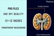 Vintage Antique Anatomy Clipart, an Illustration by SinaCreation (Thumbnail 4 of 5)
