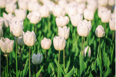 White tulip flowers, a Nature Photo by Nature and travel
