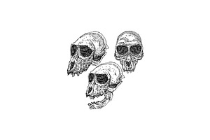 40 Bone Skull Design Sketch