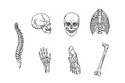 Human Skeleton Structure Symbols, a Healthcare Illustration by Tettygreen (Thumbnail 2 of 3)