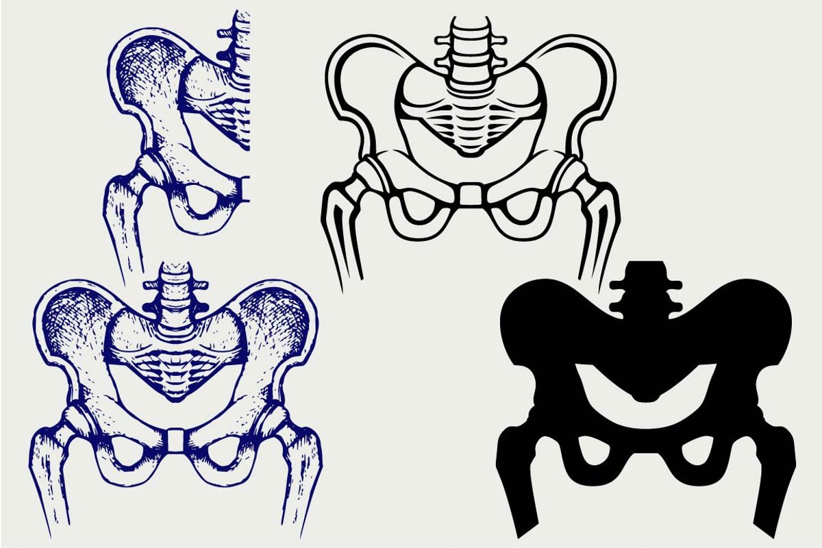 Human pelvis SVG, an Outline Icon by LineworkStock