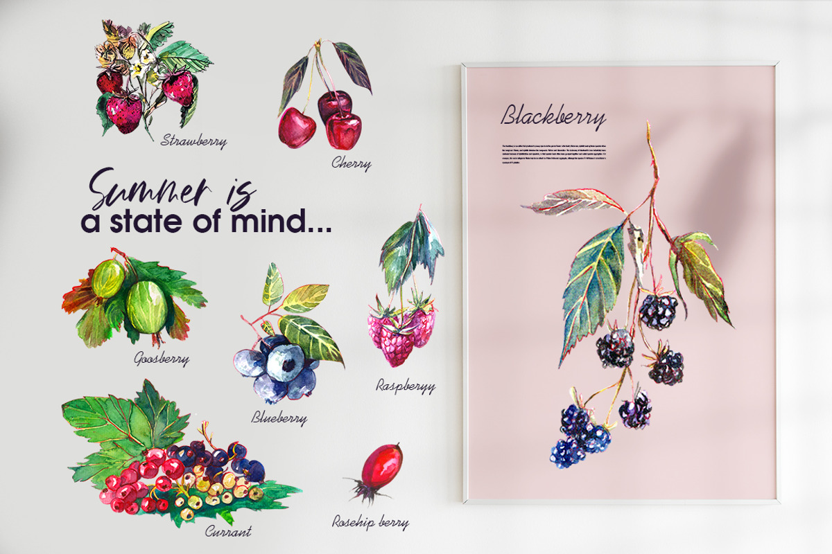Berries clip art png, an Object Graphic by Vero Arts (Photo 2 of 7)