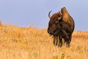 Majestic American Buffalo, an Animal Photo by RodeoPixels WesternImage (Thumbnail 2 of 2)