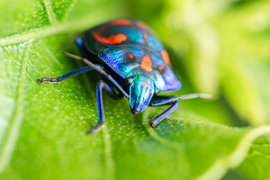 Male Hibiscus Harlequin Bug