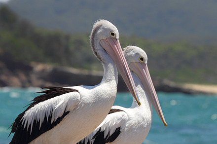 Two Australian Pelicans