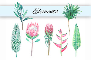 King Protea. Watercolor Clip Art.