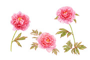 Watercolor Pink Flowers, an Illustration by Katya Zlobina (Thumbnail 8 of 9)