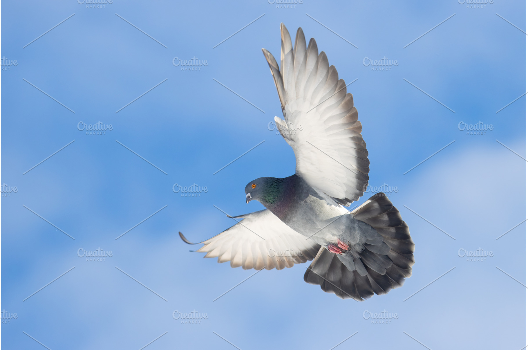 Feral Pigeon (Rock Dove) landing in, a Nature Photo by Pakosta