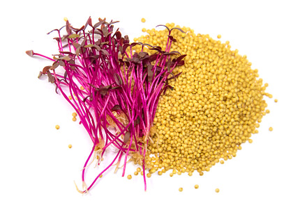 Microgreens amaranth isolate on a, a Food & Drink Photo by yanadjana