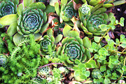 Summer Garden Collection, a Photo by Paper City Design (Thumbnail 10 of 21)