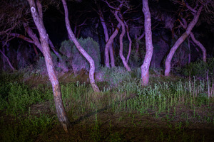 Twisted forest lit at night, an Abstract Photo by SkyNext