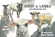 Sheep & Lambs watercolor set, an Animal Illustration by Malena (Thumbnail 1 of 4)