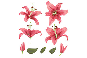 vector realistic lily flower blossom set
