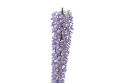 Wisteria, an Environmental 3D Model by AndrewWhite (Thumbnail 7 of 10)
