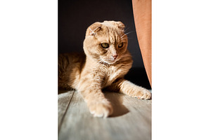 Relaxed ginger cat rests peacefully, an Animal Photo by IlliaBondarPhotography