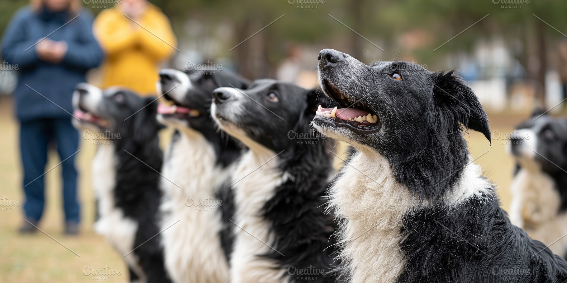 Group of attentive Border Collie, an Animal Photo by MistyDay