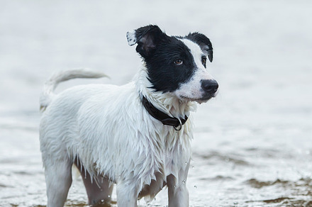 Spotty watchdog featuring animal, bathe, and bathing, an Animal Photo by Horses and Dogs