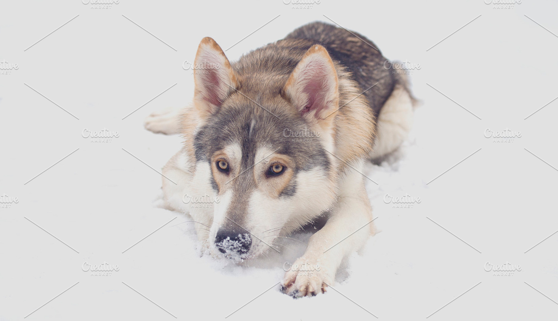 Northern Inuit In The Snow