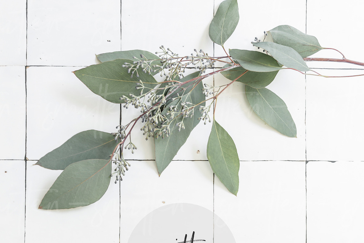 Eucalyptus Stock Photography, a Print Template by Smitten Photo & Design (Photo 3 of 3)