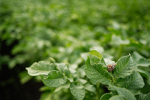 Close-up of insect on potato leaf in green agricultural field, a Photo by AS photostudio