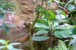 Wild plantain squirrel on a tree branch in tropical forest, a Nature Photo by GoodGoods