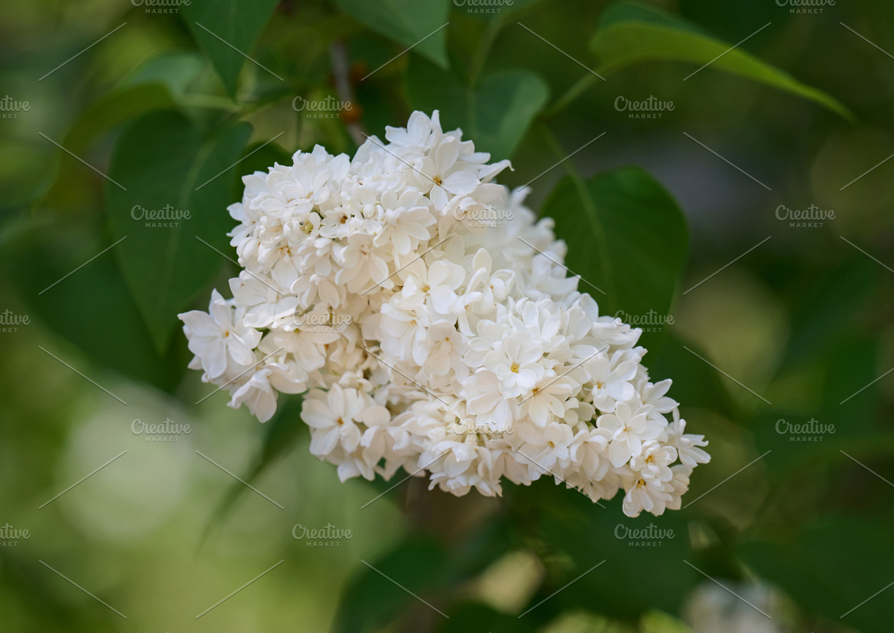 White lilac flowers blooming in spring garden. Close-up on delic, a Nature Photo by ndanko