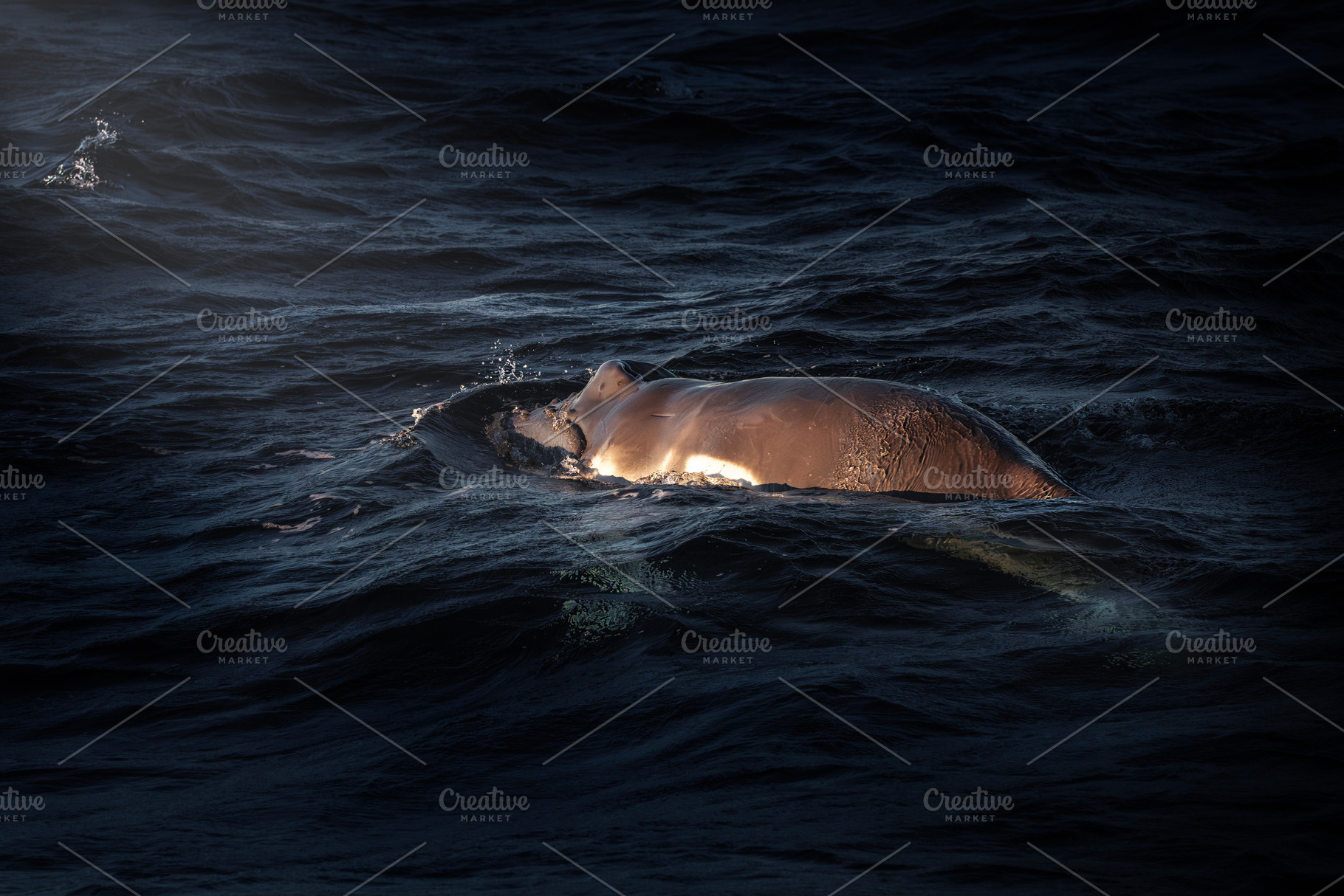 Humpback whale calf, an Animal Photo by Rob D Animal Photography