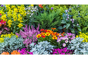 Colorful Garden Plant Variety, a Nature Photo by Lermont51