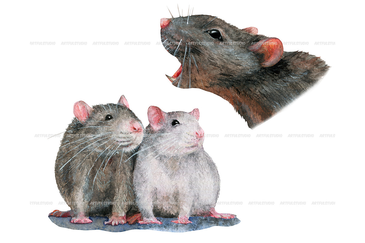 Watercolor realistic rats clipart, an Animal Illustration by ArtfulStudio (Photo 4 of 9)