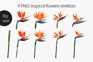 Strelitzia Tropical Watercolor PNG